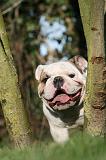 BULLDOG ANGLAIS 145